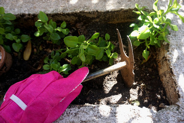 Hand in a gardening glove holding a digging tool and dig out the ground in the garden