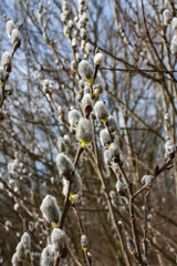 Gałęzie wierzby pokryte baziami © Monika