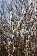 Gałęzie wierzby pokryte baziami © Monika