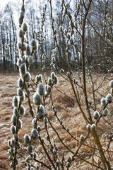 Gałęzie wierzby pokryte baziami © Monika