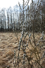 Gałęzie wierzby pokryte baziami © Monika