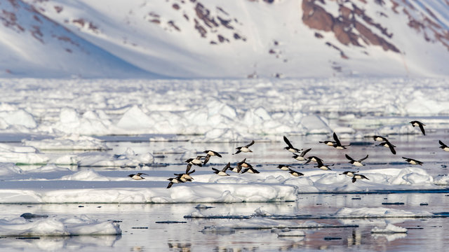 Flock of little auks (Alle alle) flying above pack ice, Raudfjorden, Spitsbergen, Svalbard and Jan Mayen, Norway
