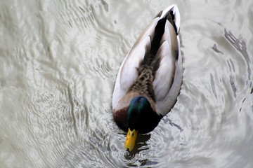 PATO SOBRE EL AGUA DEL RÍO, pato, ave, acuático, animal, naturaleza, lago, fauna, charcas,...