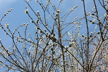 Gałęzie wierzby pokryte baziami na tle błęktinego nieba © Monika