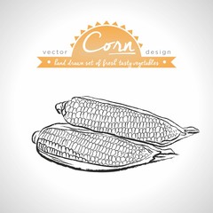 Corn. Hand drawn collection of vector sketch detailed fresh vegetables. Isolated	