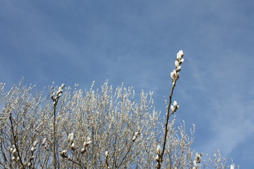 Gałęzie wierzby pokryte baziami na tle błęktinego nieba © Monika