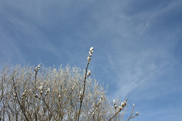  Gałęzie wierzby pokryte baziami na tle błęktinego nieba © Monika