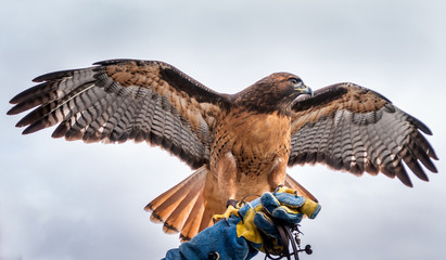A red tail hawk is sitting on its handlers blue glove. Its wings and tail feathers are spread out. Its head is turned to the left. The background is a gray sky with some clouds.
