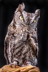 A close up of a screech owl sitting on glove. It's looking out with both its eyes open wide. Its head is slightly turned to the left. The background is black. There is complete detail of its feathers.