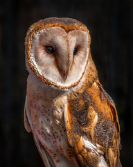 A close up of a barn owl. Ir is looking out with both its eyes open wide. Its head is slightly...