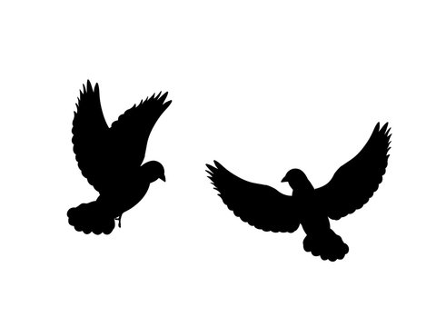 Pigeons bird  black silhouette animal. Vector Illustrator.