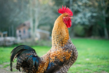 Rooster, male chicken on free range poultry farm.