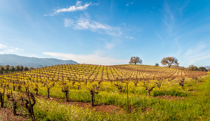 Fototapeta na wymiar A panoramic of an early spring view of mustard growing up in a vineyard. 3 trees are at the top of the hill. Hills and blue sky with wispy clouds are behind the scene.