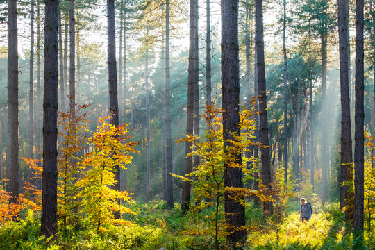 Hiker in Hoge Kempen National Park in autumn