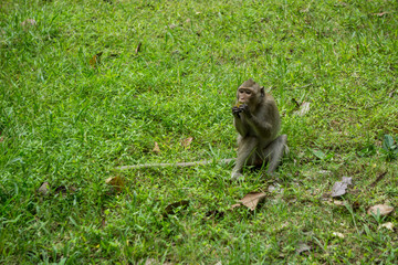 Naklejka na ściany i meble Little macaque eating a fruit on vibrant grass background