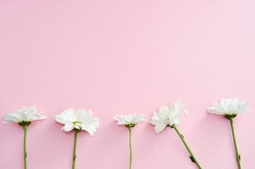Fototapeta na wymiar Chamomile flowers on pink pastel background. Beauty.