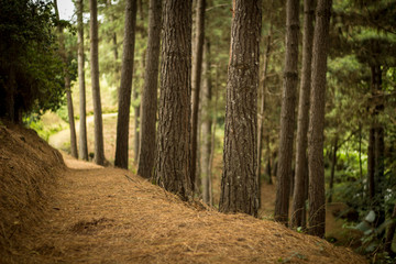 caminho entre pinheiros