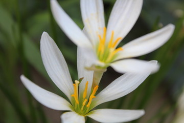 Obraz premium closeup of flower
