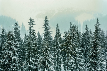 Treetops covered in snow during winter