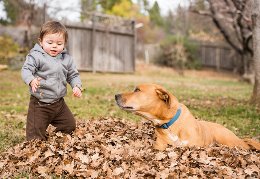 Boy playing in leaves with dog