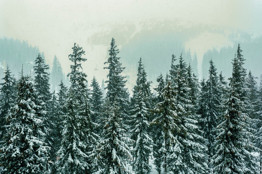 Treetops covered in snow during winter
