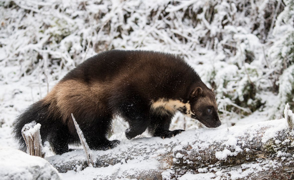 Side view of wolverine (Gulo gulo) walking on snow, Haines, Alaska, USA