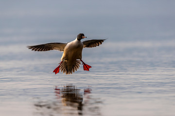 Duck landing on lake, Gland,  Vaud Canton, Switzerland