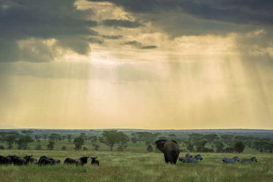 Wildebeest, zebras and elephant in savannah, Serengeti National Park, Ngorongoro District, Tanzania