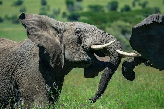 African elephants (Loxodonta africana) playing,  Serengeti National Park, Ngorongoro District, Tanzania