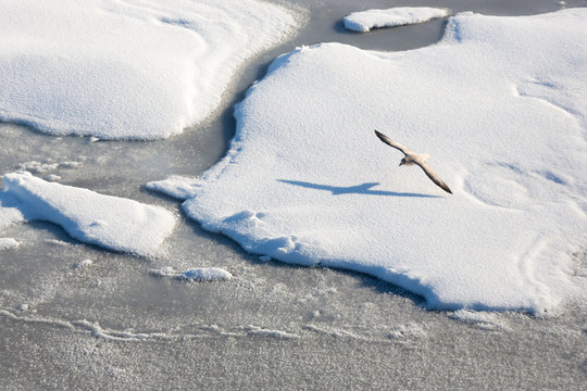 Flying Northern fulmar, Fulmars Glacialis, Spitzbergen, Svalbard