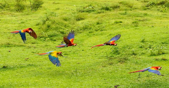 Scarlet Macaw Parrots (Ara macao), Costa Rica