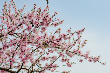 Mandelblüte