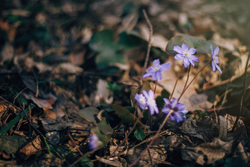 Beautiful purple flowers hepatica nobilis in sunny spring woods. Fresh first flowers in warm...