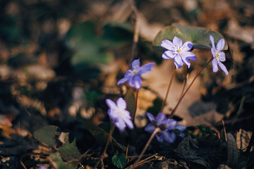 Beautiful purple flowers hepatica nobilis in sunny spring woods. Fresh first flowers in warm sunlight in the forest. Hello spring. Space for text. Springtime