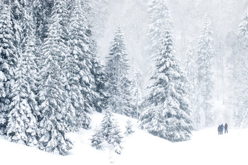 Evergreen tree forest in winter, Saint-Cergue, Vaud, Switzerland