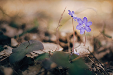 Beautiful purple flowers hepatica nobilis in sunny spring woods. Fresh first flowers in warm sunlight in the forest, selective focus. Springtime. Hello spring. Space for text