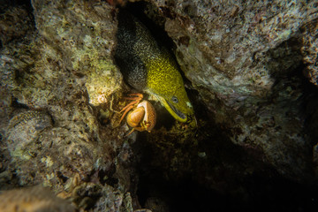 Moray eel Mooray lycodontis undulatus in the Red Sea, eilat israel