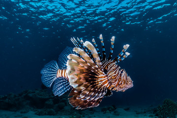 Lion fish in the Red Sea colorful fish, Eilat Israel