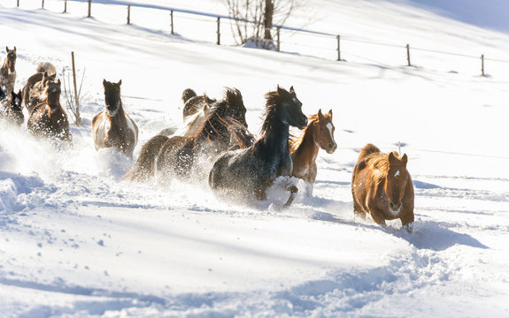 Silver Coloured Arabian Horses In Somano, Italy