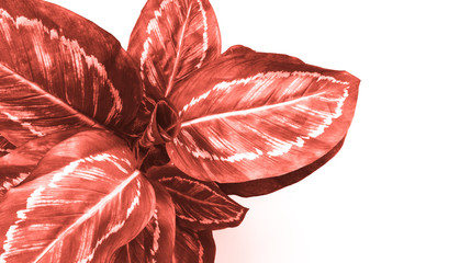 Colored leaves on white background