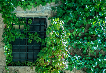  Windows with bars and vine.