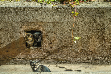 Couple of cats leaving the interior of a building and another looking at the camera