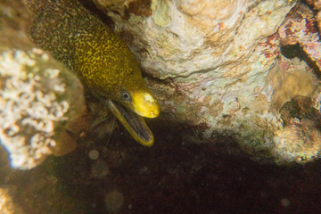 Moray eel Mooray lycodontis undulatus in the Red Sea, eilat israel
