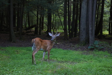 Naklejka na ściany i meble deer in the forest