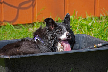 A Border Collie is cooling off after a good run.