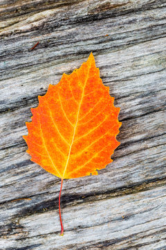 Big tooth aspen leaf lying on wooden background