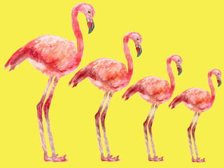 Watercolor group of pink flamingos standing in order of height. Hand-painted illustration with pink Flamingo isolated on yellow background.