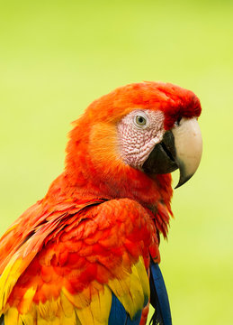 Portrait of Scarlet Macaw Parrot, Costa Rica