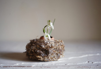 Easter or spring background.snowdrops in the egg  shell ,in the bird  nest