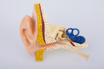 Artificial human ear model isolated on white background 
